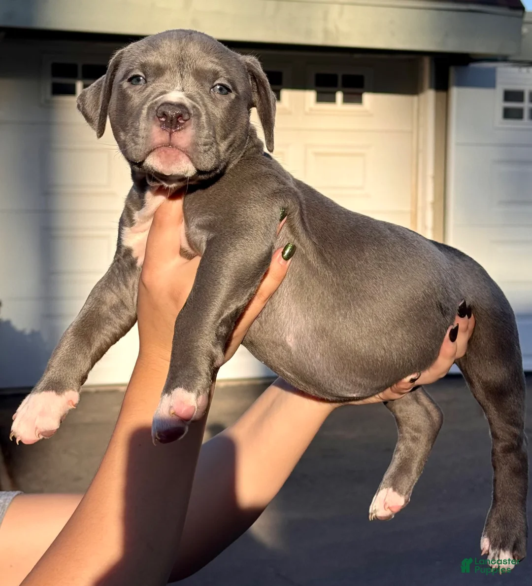 American Bully dogs for sale: American Bully Puppy 2 - Ad 1