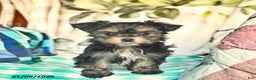 Morkie dogs for sale: Martha  - Ad 1