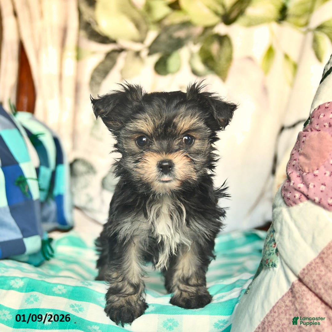 Morkie dogs for sale: Martha  - Ad 1