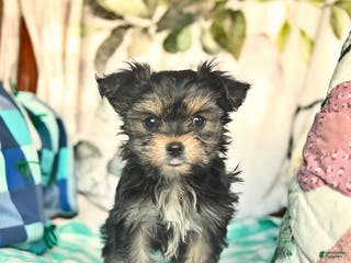 Morkie dogs Martha - Ad 7
