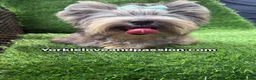 Yorkshire Terrier dogs for sale: Merle male one blue eye  - Ad 11