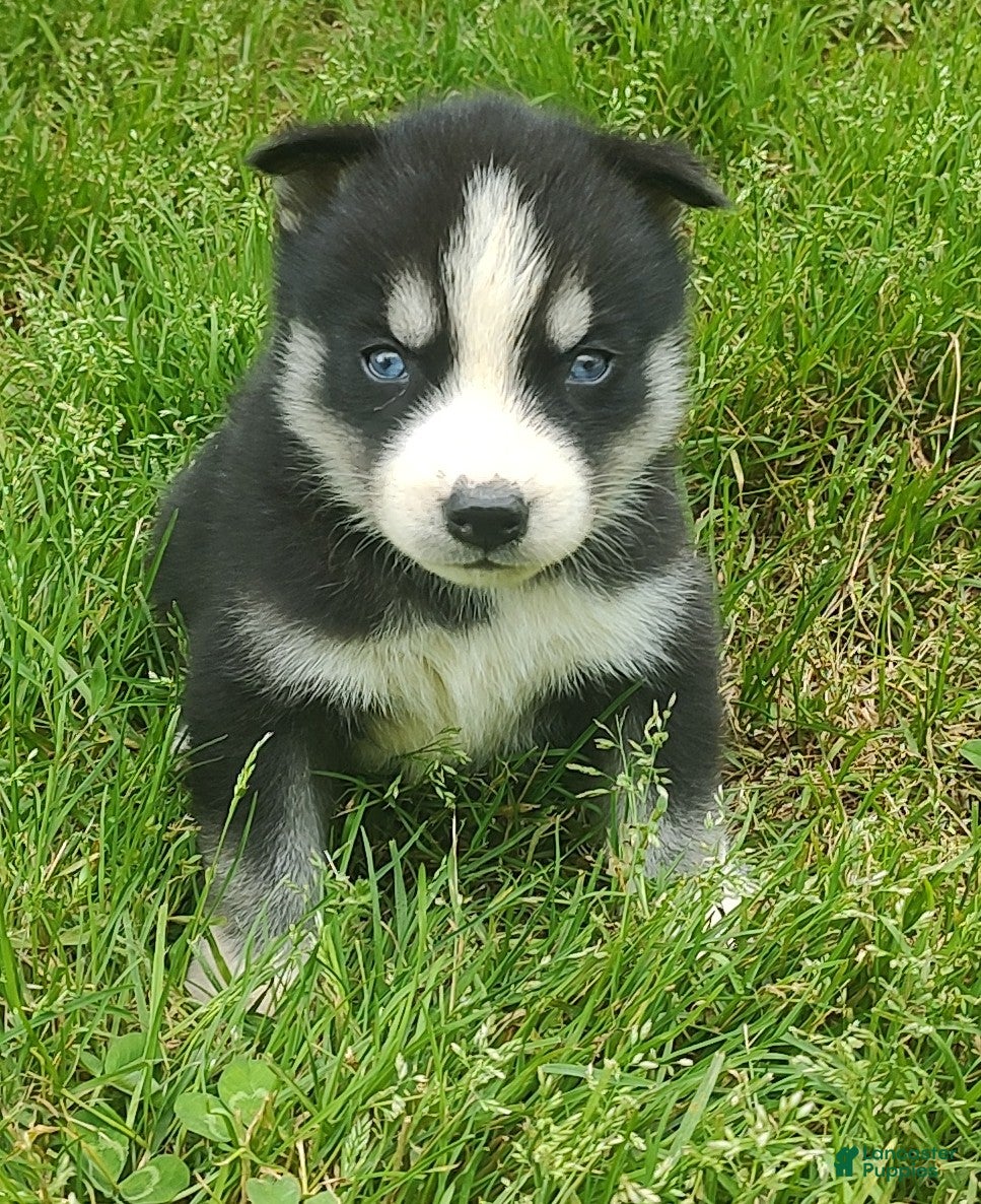 Siberian Husky dogs Sonya's male 5 - Ad 14