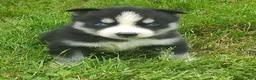 Siberian Husky dogs for sale: Sonya's male 5 - Ad 7