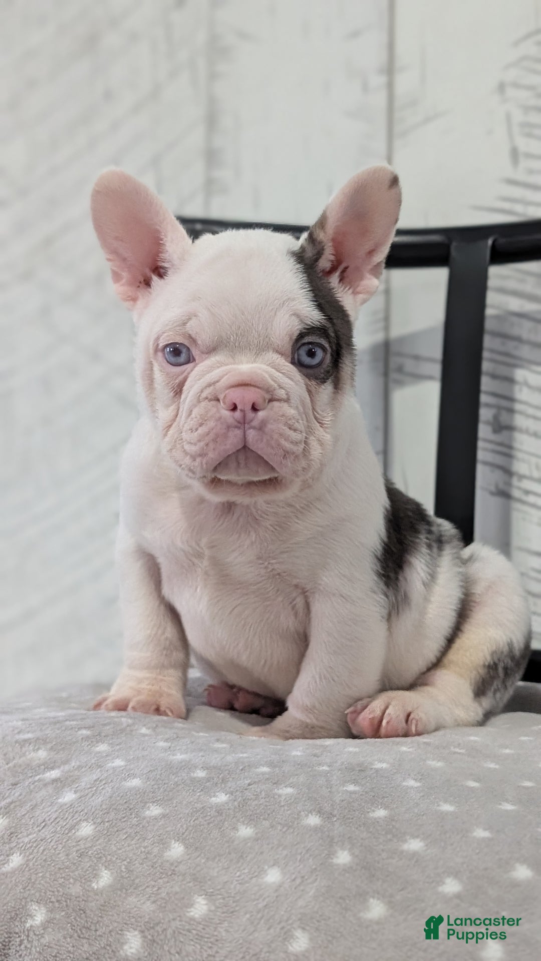 French Bulldog dogs for sale: Xander - Ad 10