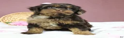 Cockapoo dogs for sale: Magdalena 🍓 - Ad 4