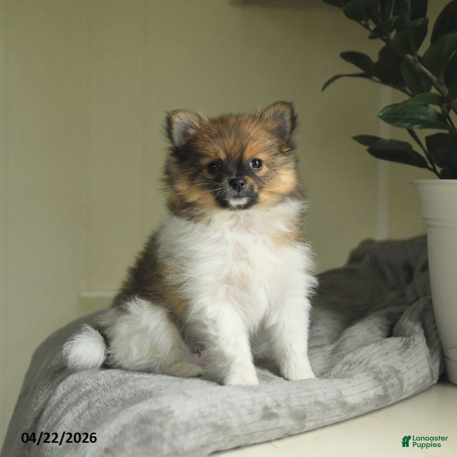 Pomeranian dogs Star - Ad 1