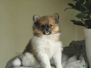 Pomeranian dogs for sale: Star - Ad 1