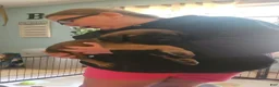 English Mastiff dogs for sale: Red - Ad 1