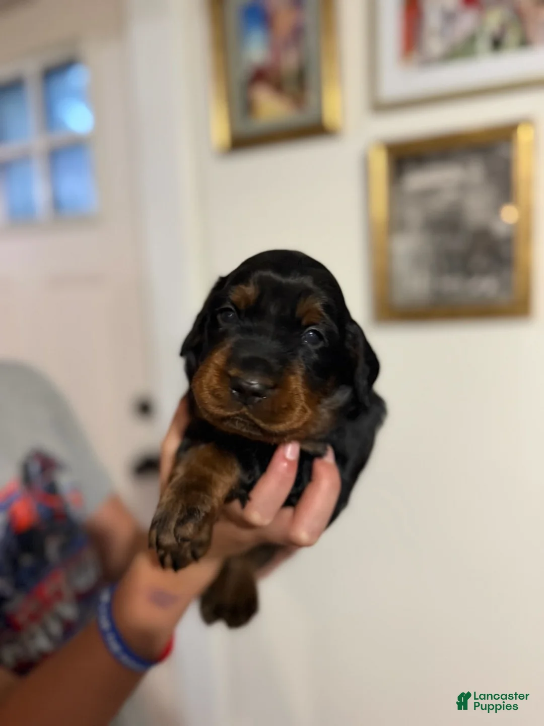Gordon Setter dogs for sale: Pup 1 - Ad 1