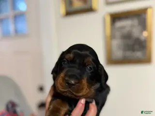 Gordon Setter dogs Pup 1 - Ad 5