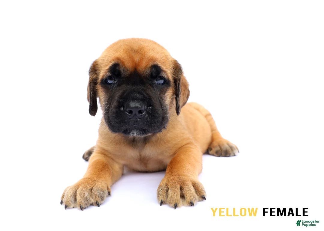 Cane Corso dogs for sale: Yellow Female - Ad 2
