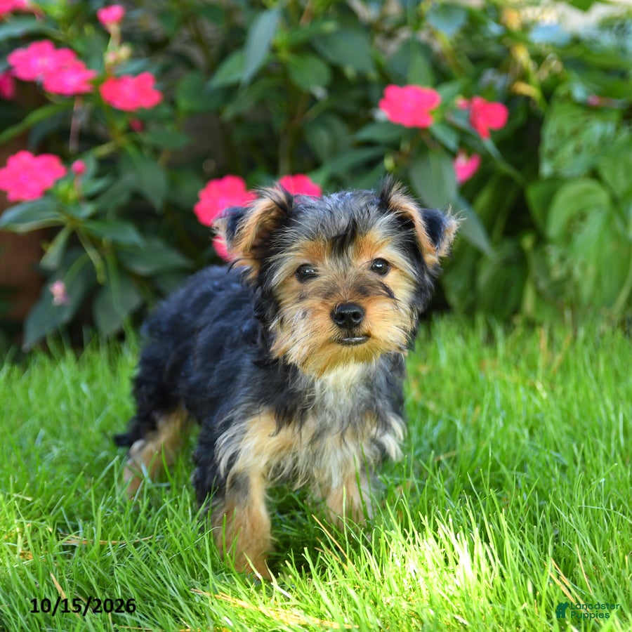 Yorkshire Terrier dogs for sale: Manny - Ad 2