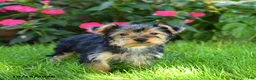 Yorkshire Terrier dogs for sale: Manny - Ad 2
