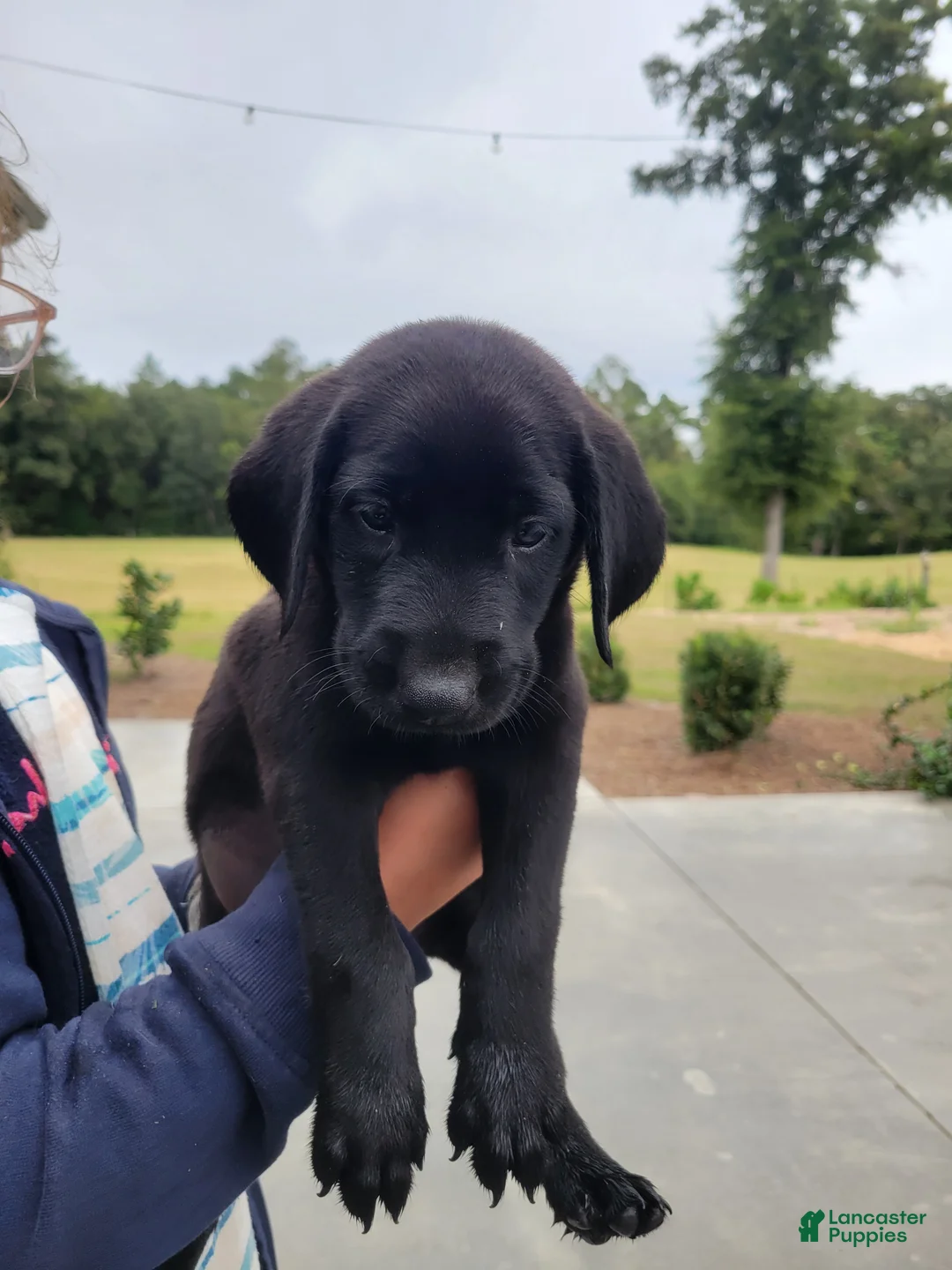 Labrador Retriever dogs for sale: Labrador Retriever 6 (brown) - Ad 1