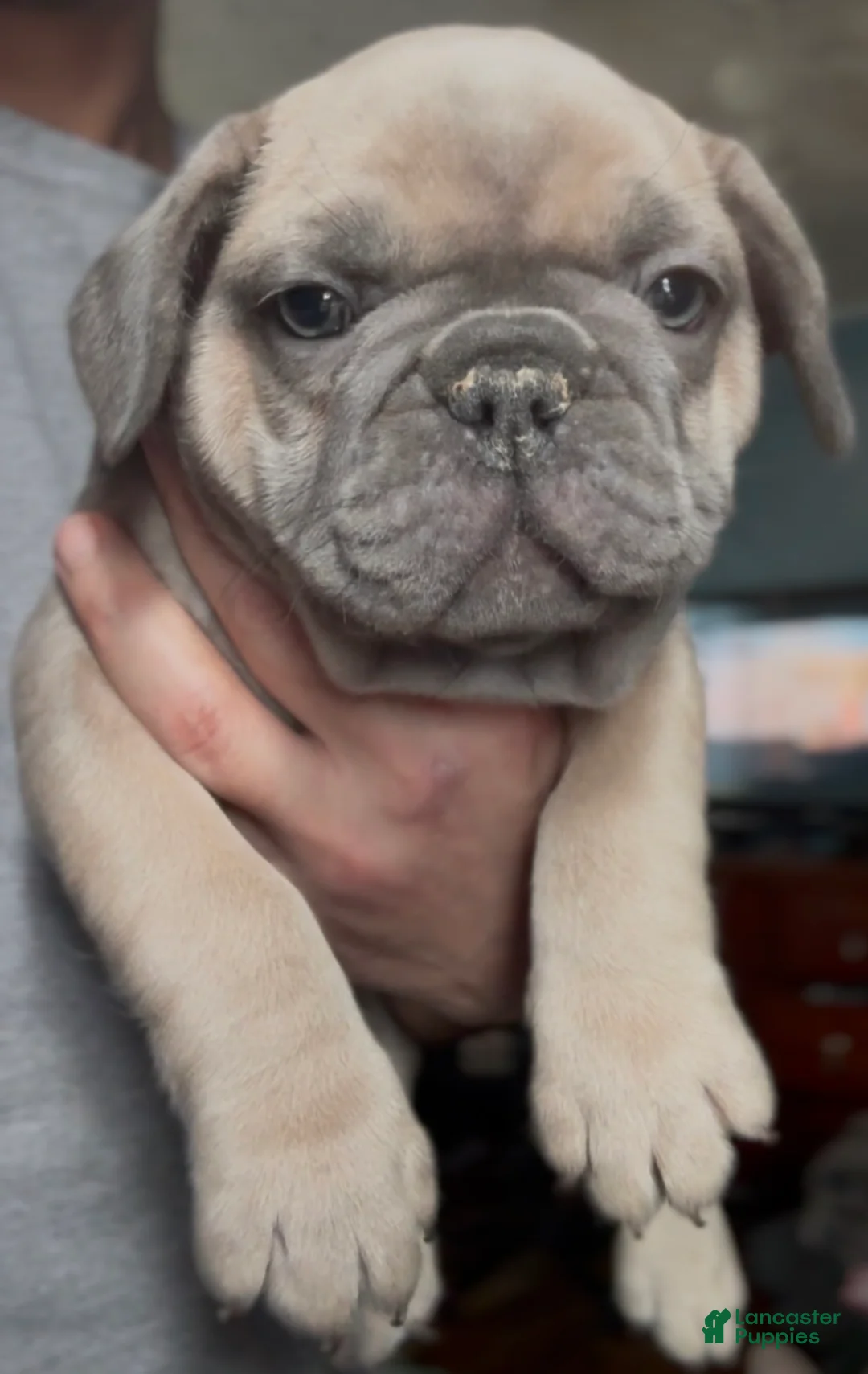 French Bulldog dogs for sale: Handsome - Ad 1