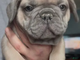 French Bulldog dogs for sale: Handsome - Ad 1