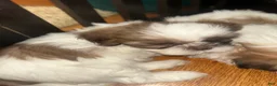 Shih Tzu dogs for sale: Shih Tzu 2 - Ad 2