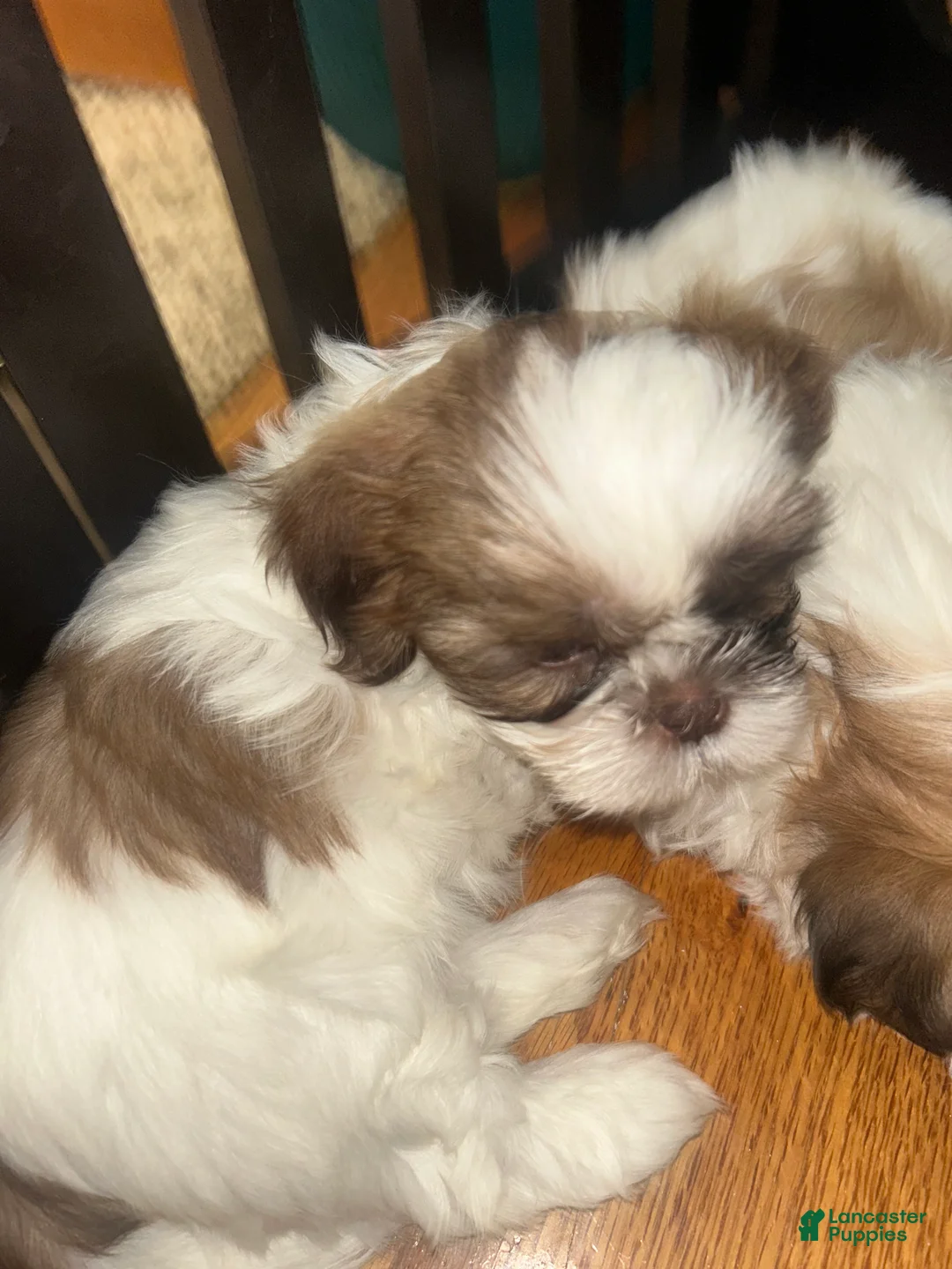 Shih Tzu dogs for sale: Shih Tzu 2 - Ad 2