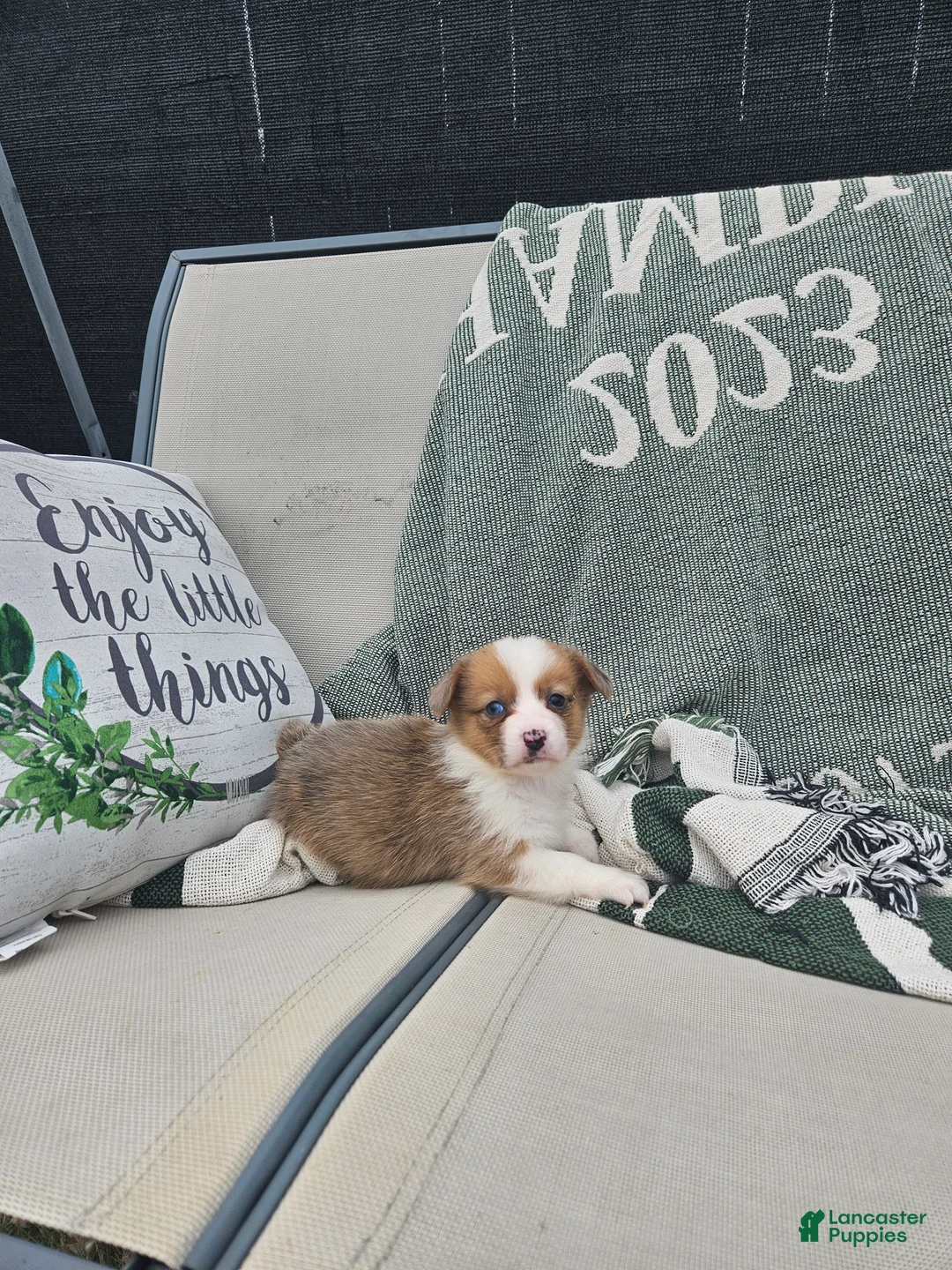 Mixed Breed dogs for sale: Remi - Ad 2