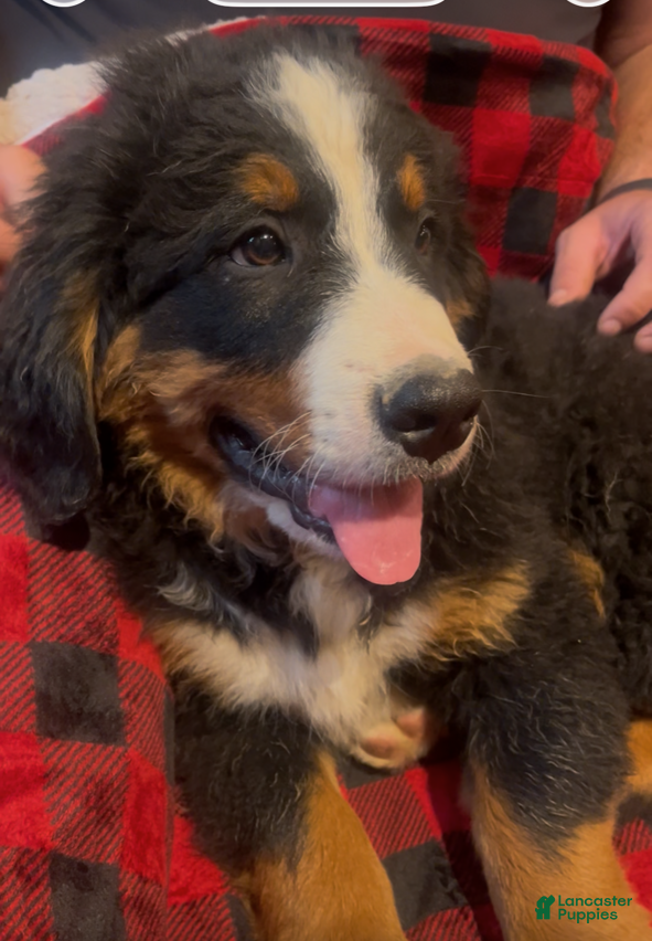 Bernese Mountain Dog dogs Dark Blue - Ad 2