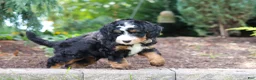 Mini Bernedoodle dogs for sale: Teddy - Ad 4