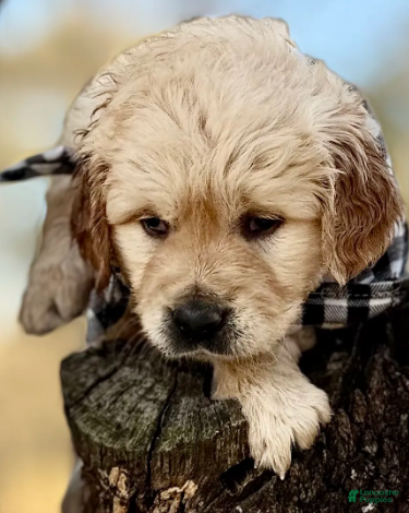 Golden Retriever dogs Nicholas - Ad 14