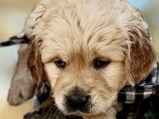 Golden Retriever dogs Nicholas - Ad 2