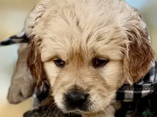 Golden Retriever dogs Nicholas - Ad 5