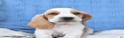 Basset Hound dogs for sale: Clem  - Ad 3