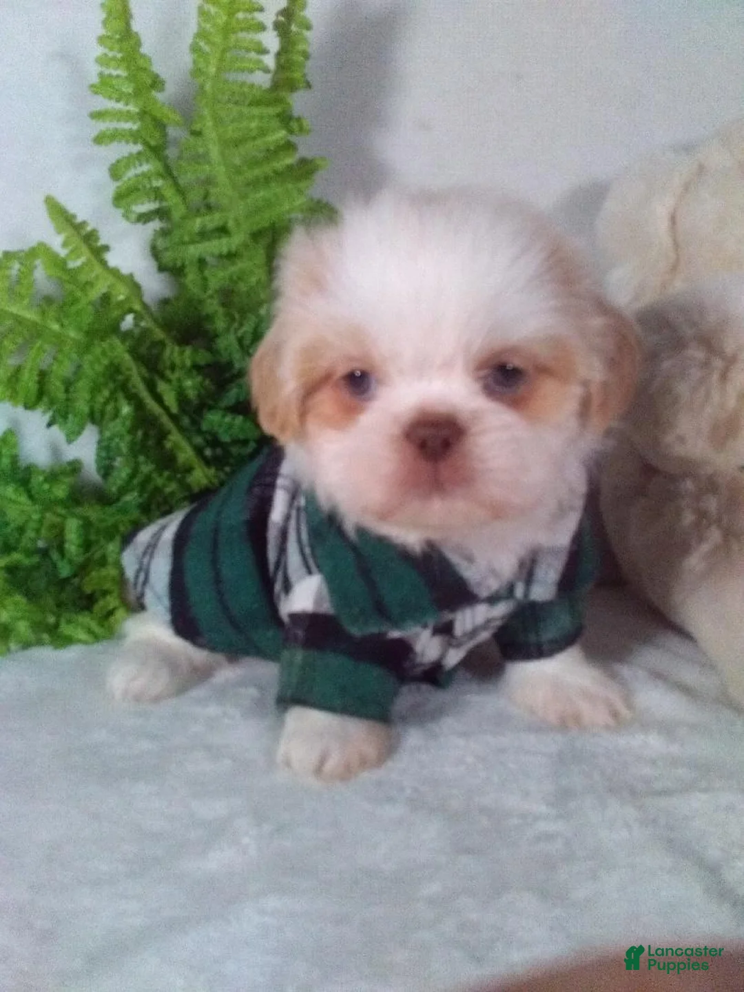 Shih Tzu dogs for sale: Rambo - Ad 2