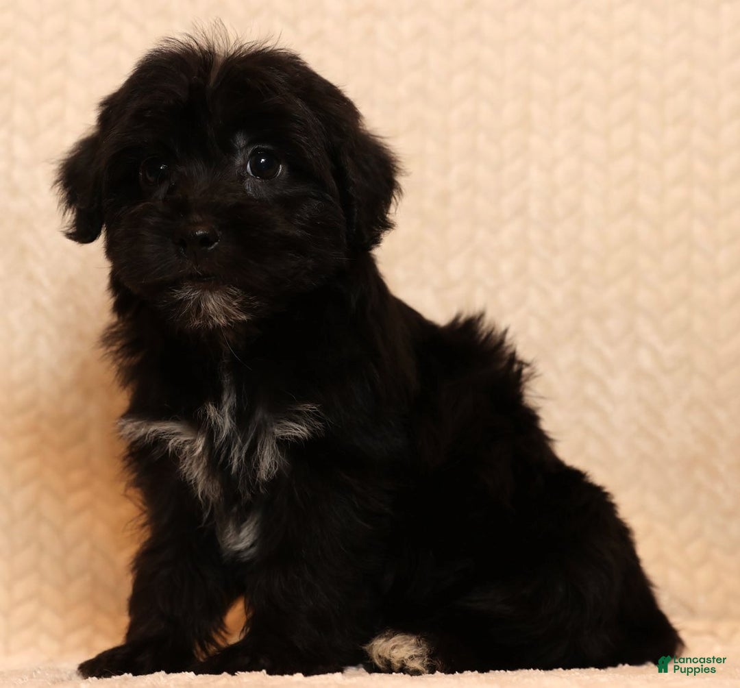 Yochon dogs for sale: Charlie - Ad 2