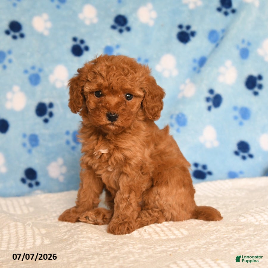 Mixed Breed dogs Berry - Ad 1
