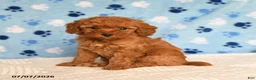 Mixed Breed dogs for sale: Berry - Ad 1