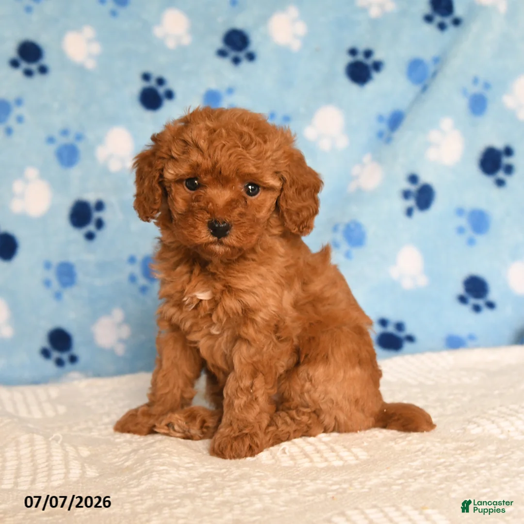 Mixed Breed dogs for sale: Berry - Ad 1