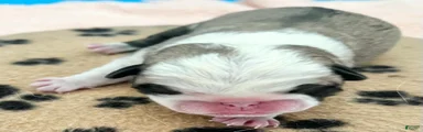 Panda fawn/white male 1