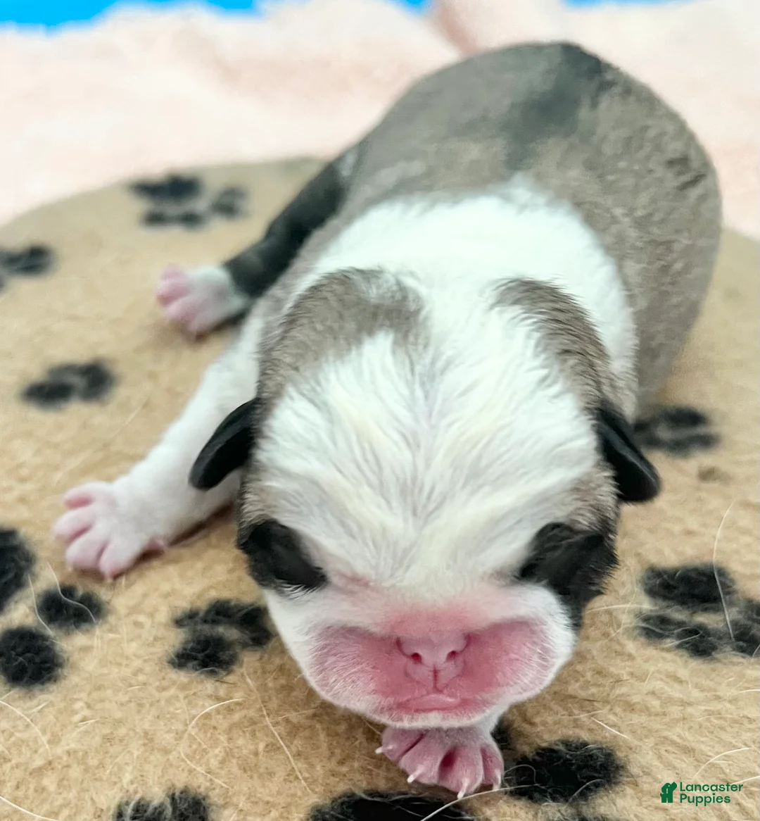 Pug dogs for sale: Panda fawn/white male 1 - Ad 1