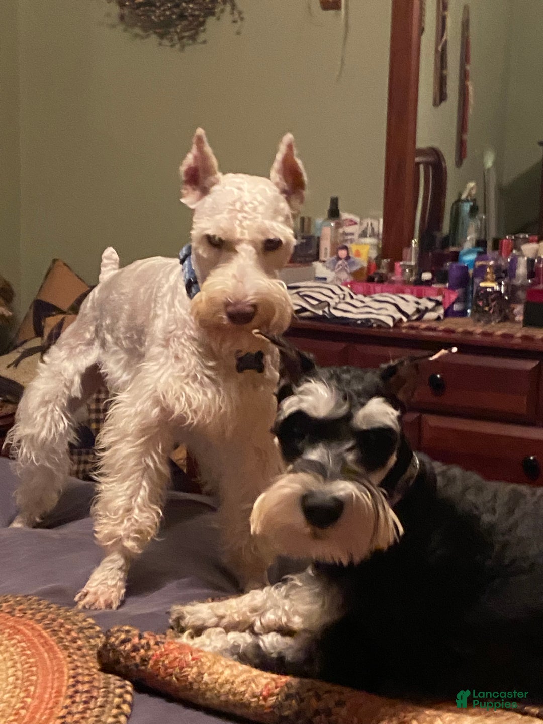 Miniature Schnauzer dogs for sale: Kali - Ad 5