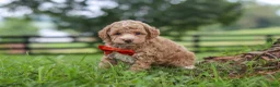 Miniature Poodle dogs for sale: Milo - Ad 6