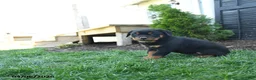 Rottweiler dogs for sale: Cherry - Ad 5