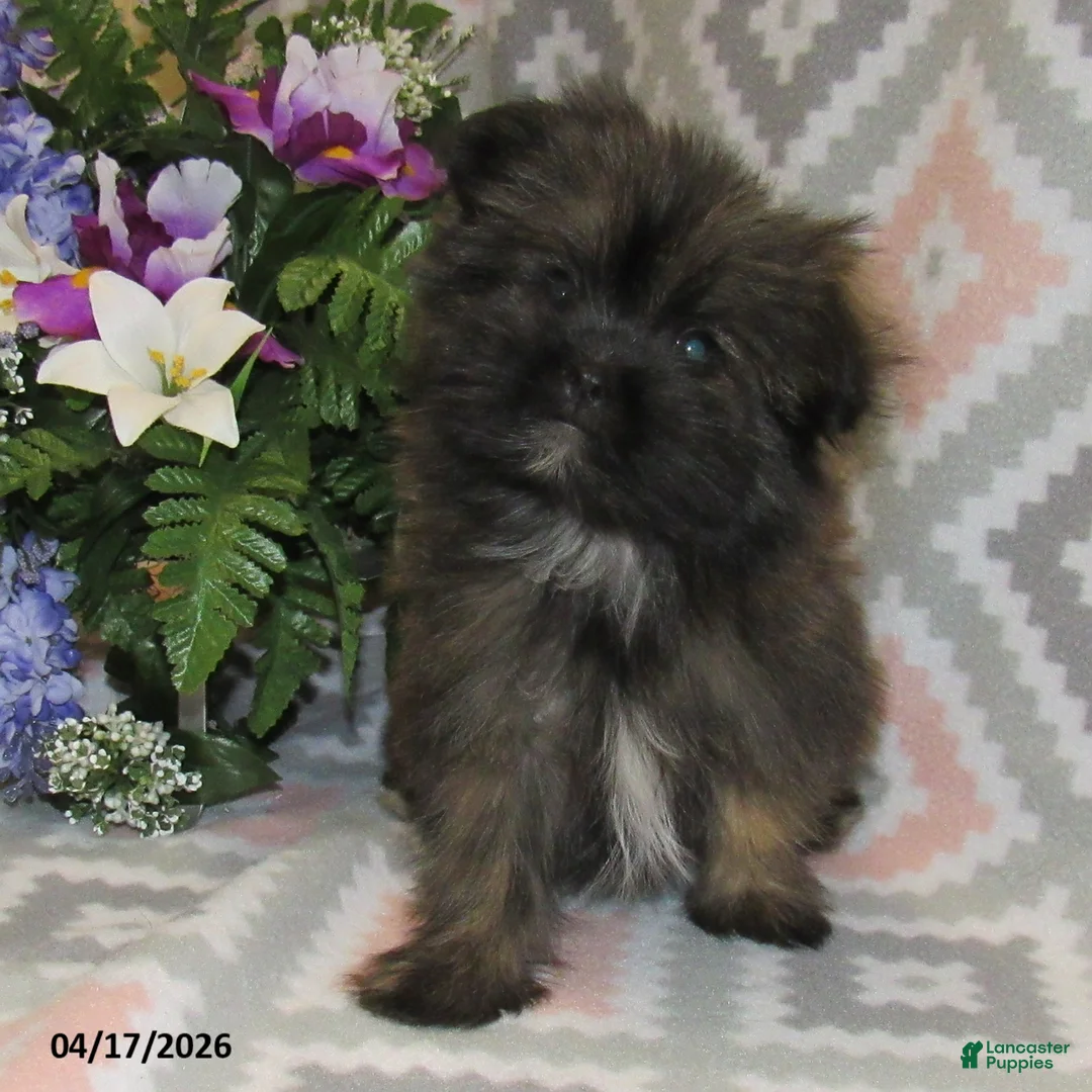 Mixed Breed dogs for sale: Erica - Ad 3