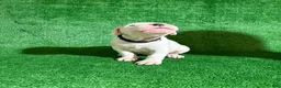 Dogo Argentino dogs for sale: Black male  - Ad 2