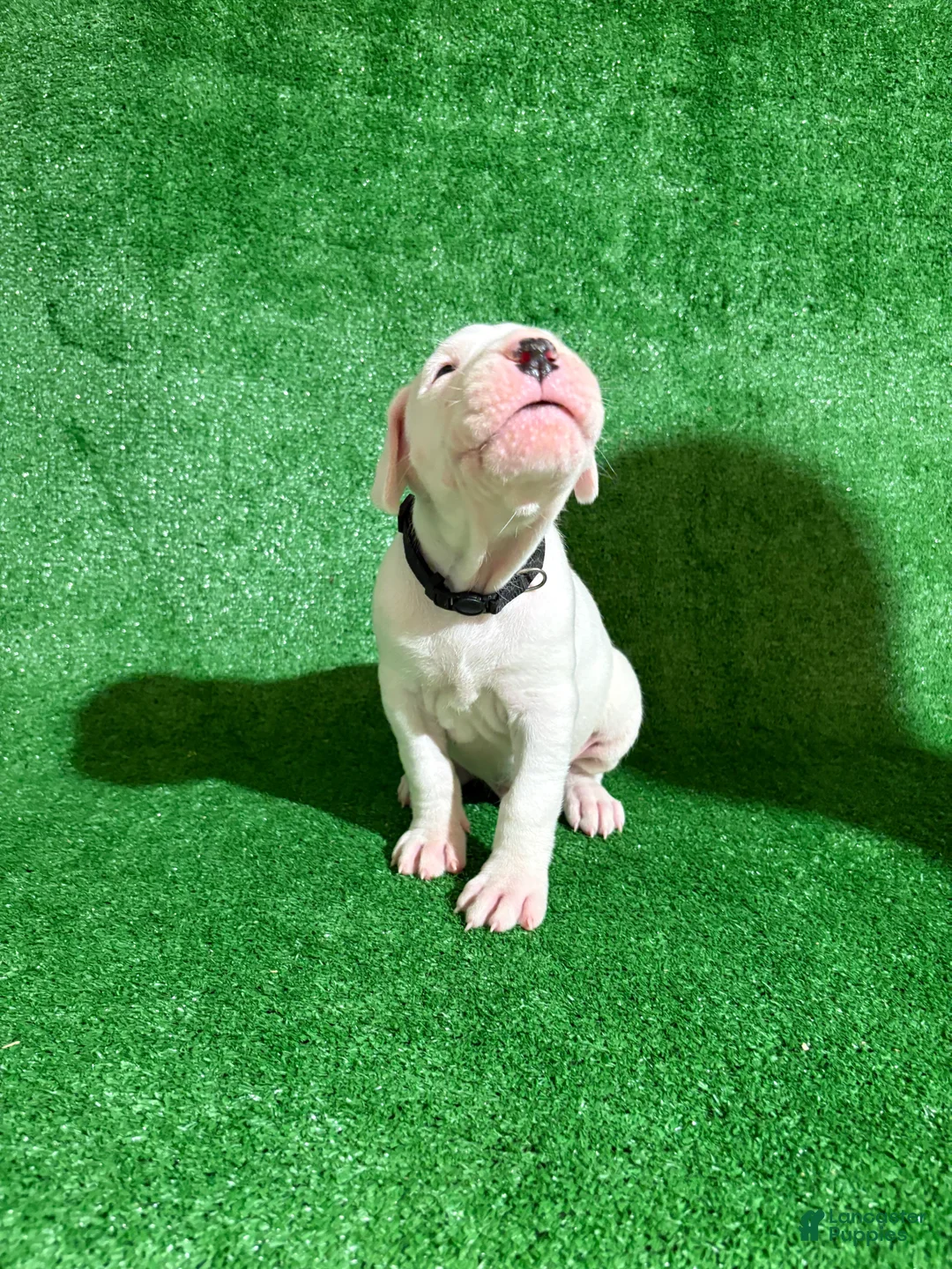 Dogo Argentino dogs for sale: Black male  - Ad 2