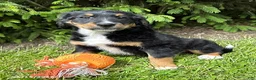 Bernedoodle dogs for sale: Bella - Ad 2