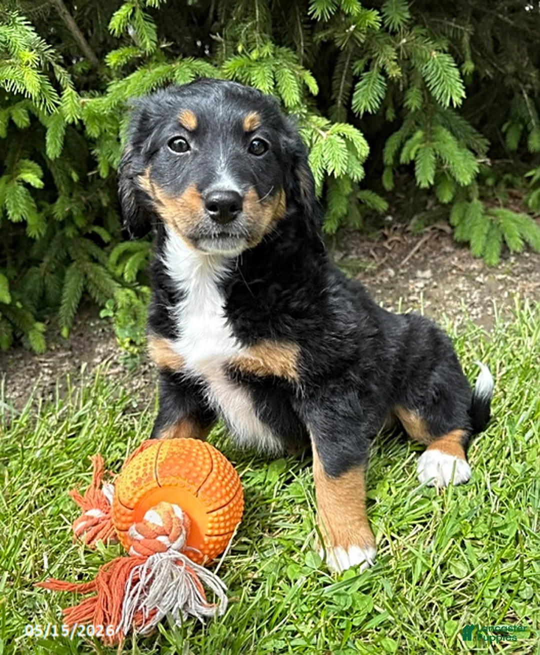 Bernedoodle dogs for sale: Bella - Ad 2