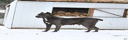Cane Corso dogs for sale: Rocky - Ad 4