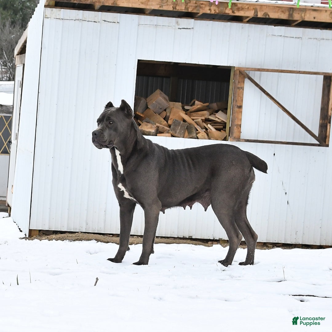Cane Corso dogs for sale: Rocky - Ad 4