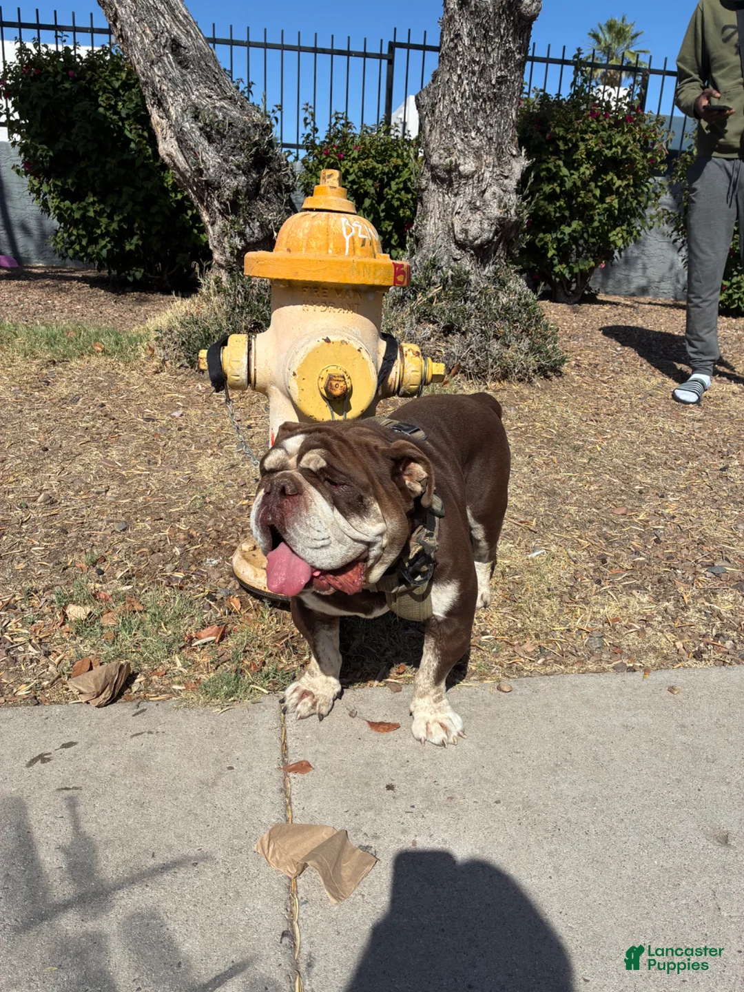 French Bulldog dogs for sale: French Bulldog Puppy 1 - Ad 2