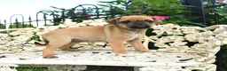 Jug dogs for sale: Pam - Ad 2