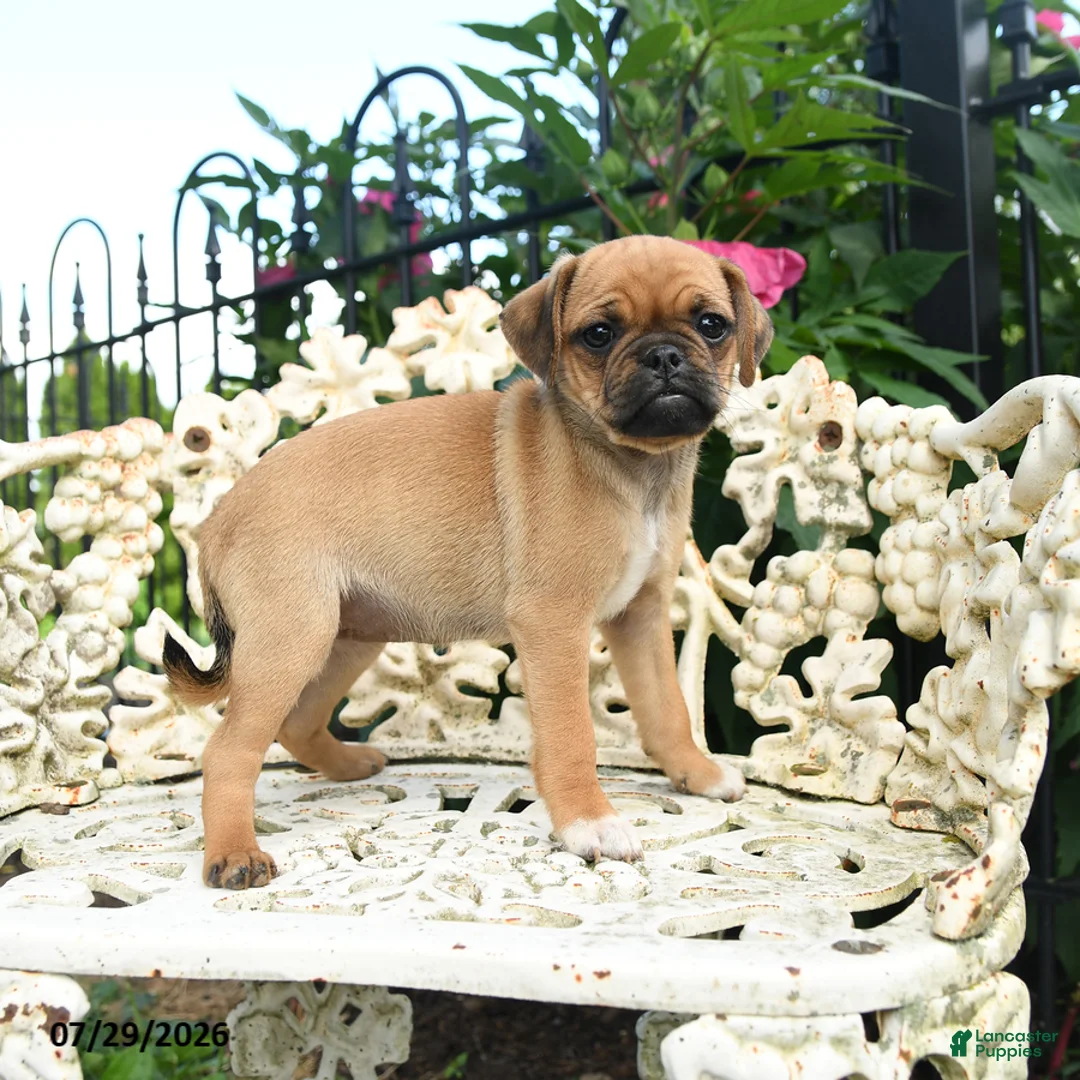 Jug dogs for sale: Pam - Ad 2