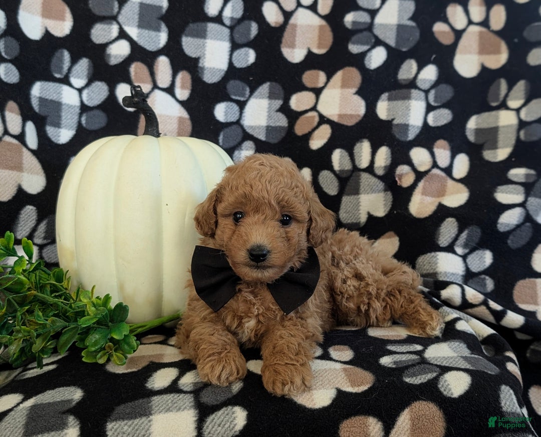 Bichpoo dogs for sale: Truman 9 lbs full grown - Ad 6